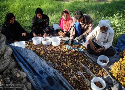 تعاون روستایی خرمای خوزستانی را به صورت حمایتی خریداری می نماید