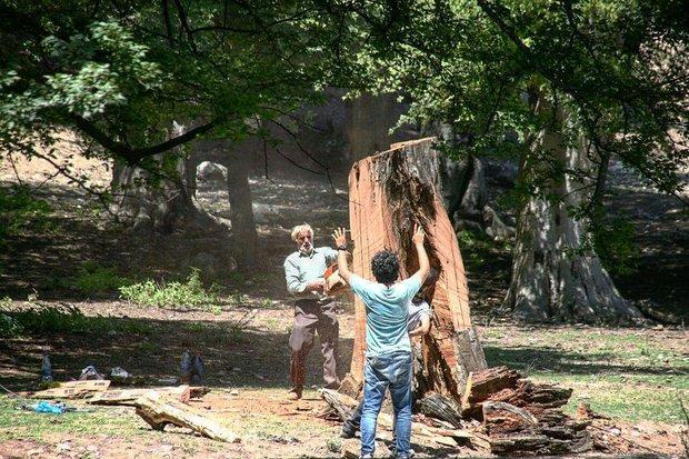 حضور کارنابلدها در مدیریت جنگل های ایران، فساد؛ دلیل قاچاق چوب