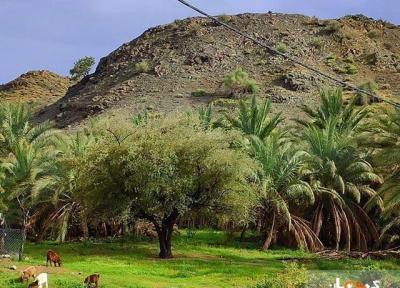روستای کوهشاه ریگان؛ نگین گردشگری در دل کویر، عکس