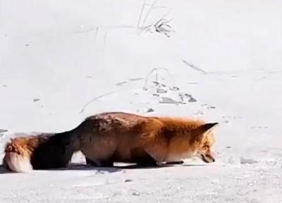 ترفند روباه برای شکار در برف