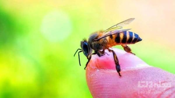 آیا درمان سرطان با نیش زنبور صحت دارد؟