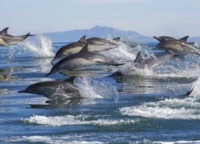 نمایش دسته جمعی دلفین های یونس