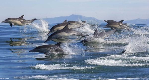 نمایش دسته جمعی دلفین های یونس