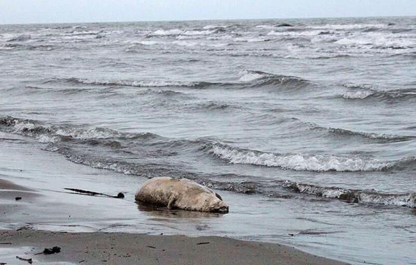 دریای خزر خشک می گردد؟ ، واکنش نگران کننده رئیس سازمان نقشه برداری در این باره