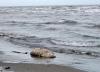 دریای خزر خشک می گردد؟ ، واکنش نگران کننده رئیس سازمان نقشه برداری در این باره